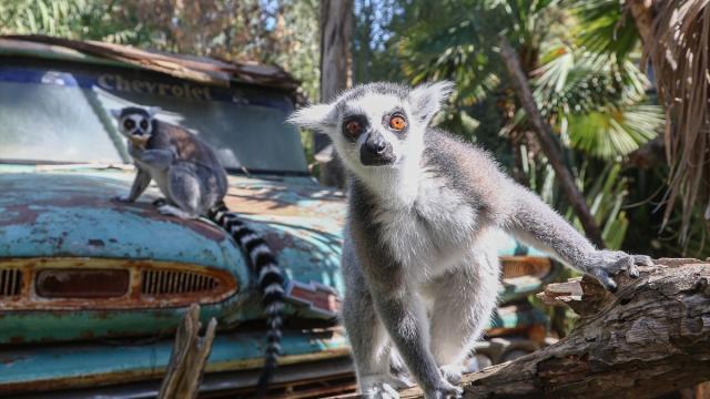 Santiago Hayvanat Bahçesi’nde Paskalya kapsamında hayvanlara yumurta dağıtıldı