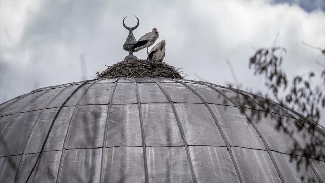 "Baharın müjdecisi" leylekler cami kubbesine 16 yıldır yuva yapıyor