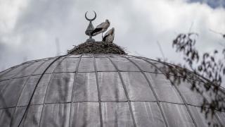 "Baharın müjdecisi" leylekler cami kubbesine 16 yıldır yuva yapıyor