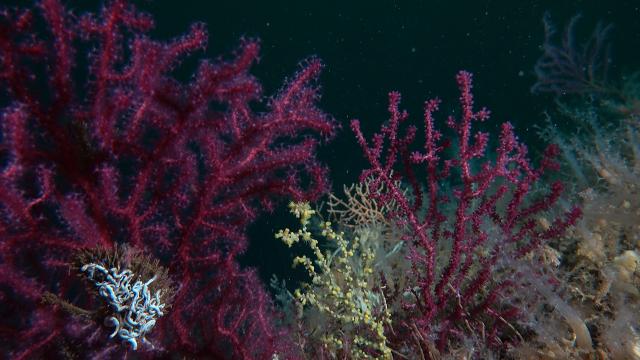 Denizlerin ormanı mercanlar yeniden yaşamla buluşuyor