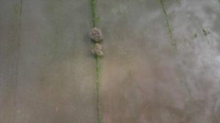 Muğla'da sağanak sonrası su altında kalan tarım arazileri havadan görüntülendi