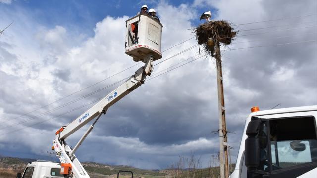 Sinop'ta leyleklerin güvenliği için elektrik direklerine yapay platformlar konuldu