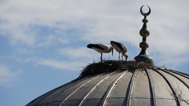 Tekirdağ'da leylekler 11 yıldır cami kubbesine yuva kuruyor