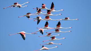 Tuzla Palas Gölü'nde yıllar sonra yeniden allı turnaların sesi duyuldu