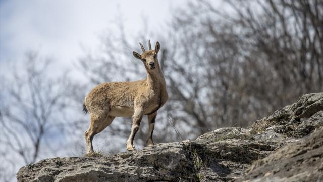 Tunceli'nin dağlarında yaban keçileri ve tilkiler yiyecek ararken görüntülendi