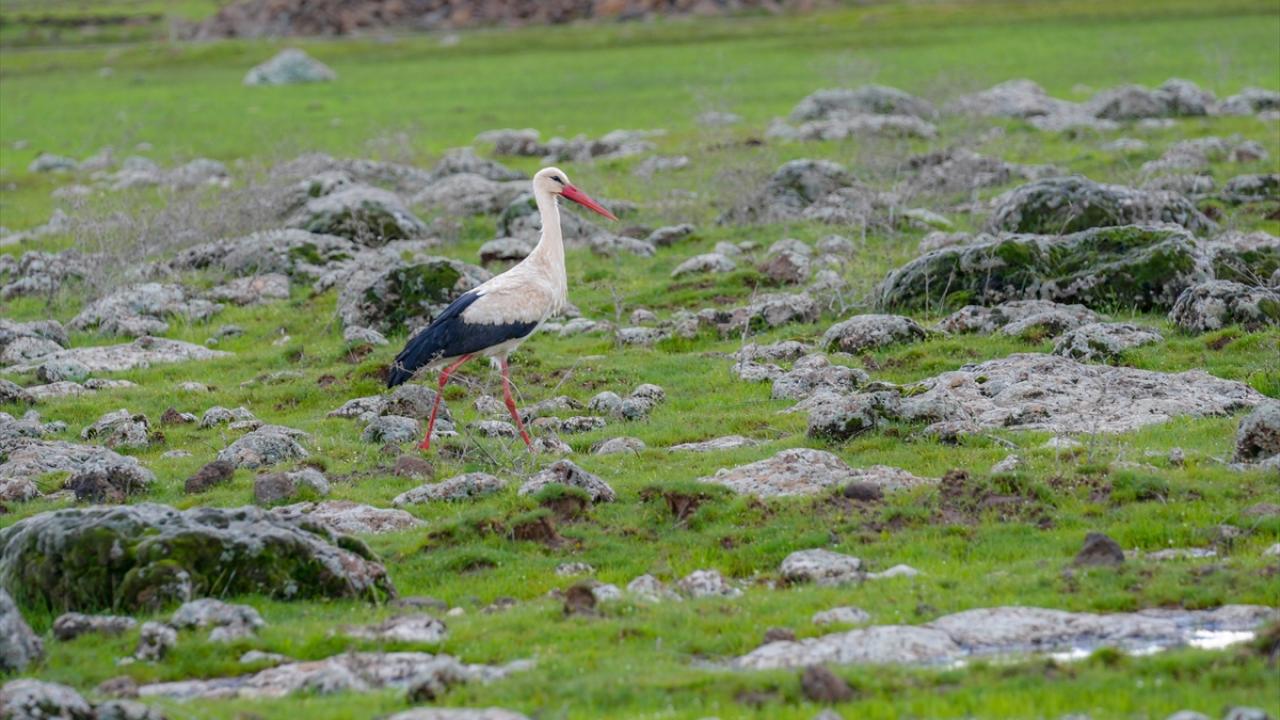 "Hayvan sayılarında da artış öngörüyoruz"