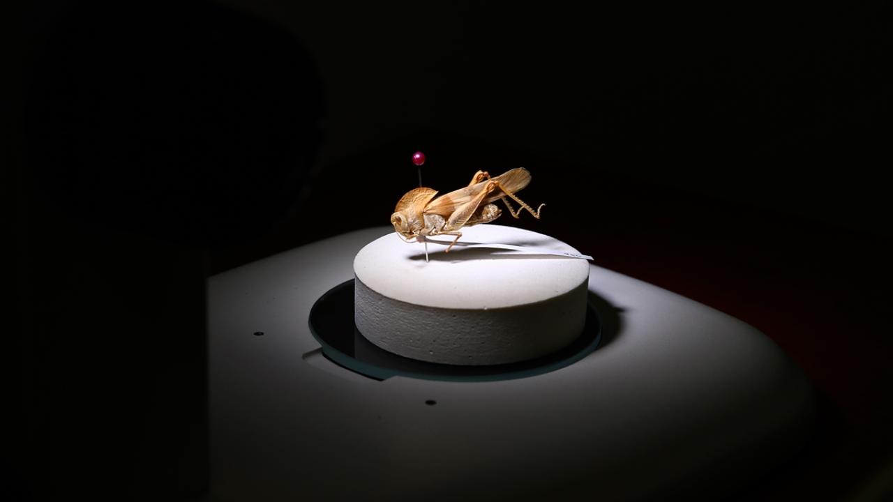 "Çalışmamız Bingöl açısından biyoçeşitliliği göstermektedir"