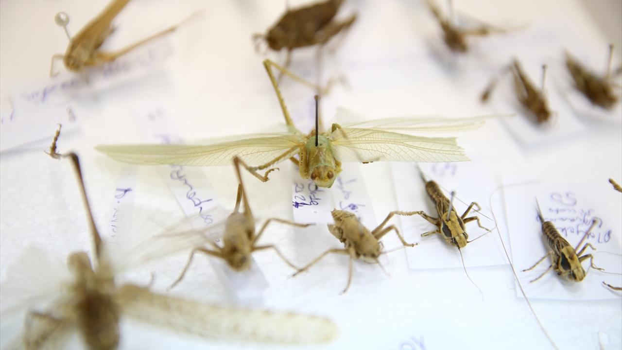 Çekirgelerin tespitinde yapay zeka desteği