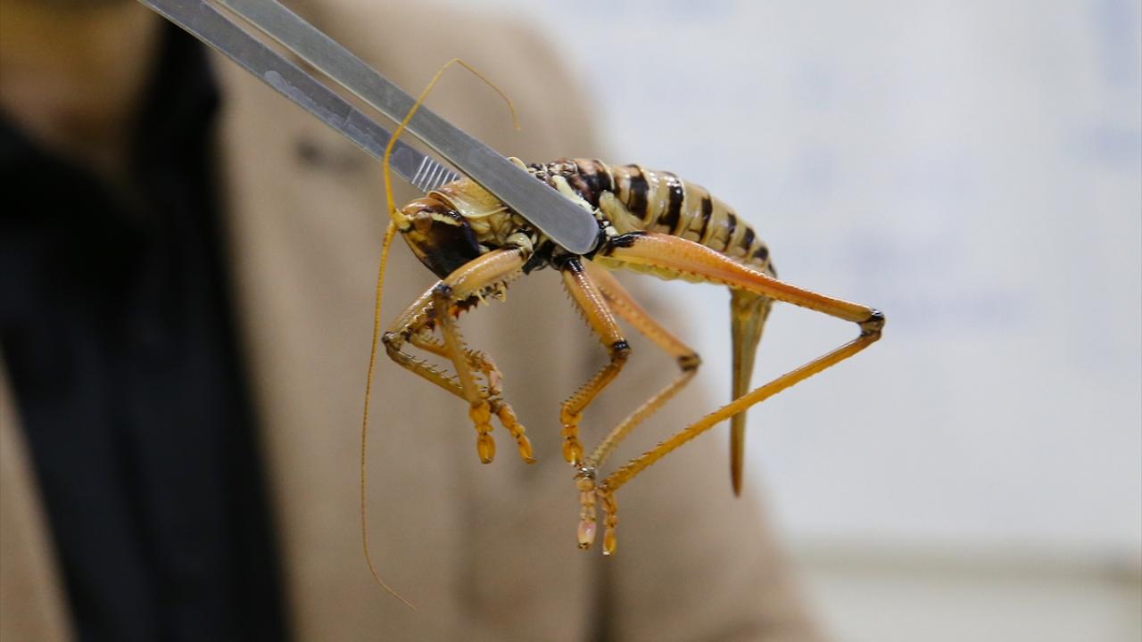 Akçakara Dağı ve Akça Dağ önemli bir lokalite"