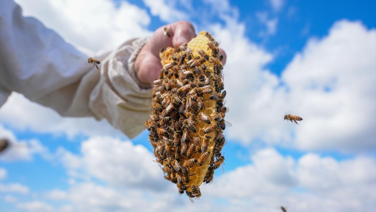 "Rekoltede artış bekliyoruz"