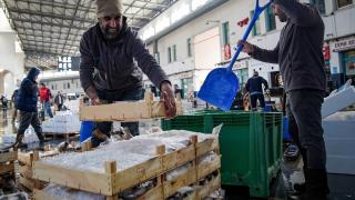 Egeli balıkçılar av sezonunu "mutlu" uğurluyor