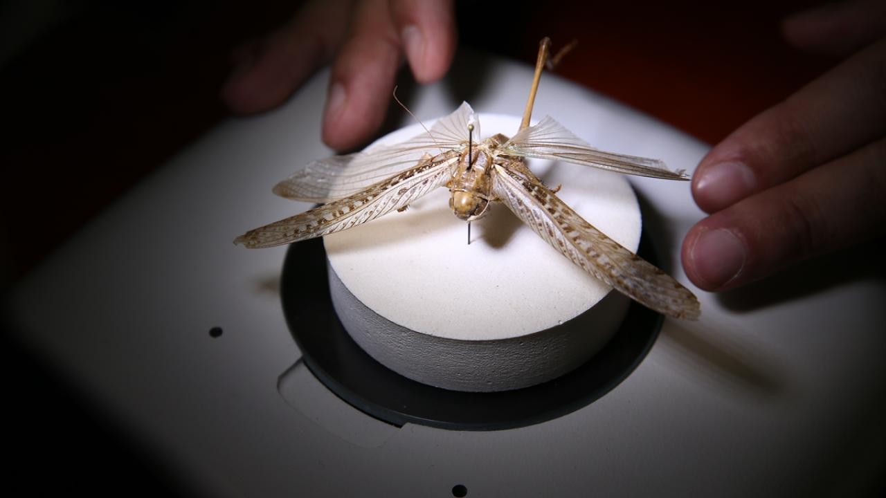 Bingöl'de yürütülen bilimsel çalışmayla 71 çekirge türü tespit edildi