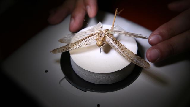 Bingöl'de yürütülen bilimsel çalışmayla 71 çekirge türü tespit edildi