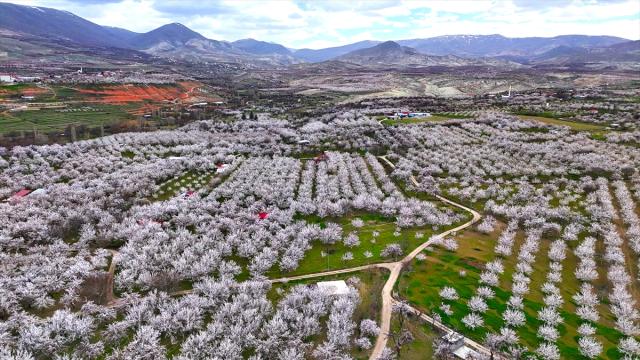 Darende'de kayısı ağaçlarının çiçek açmasıyla bahçeler beyaza büründü