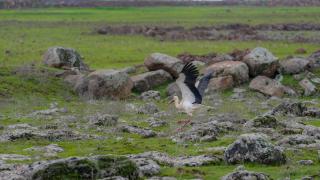 Afrika'dan Dicle Vadisi'ne gelen leylekler bu yıl besin sıkıntısı yaşamayacak