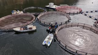 Yüksek rakımı ve serin suları Erzurum'da kafes balıkçılığına ilgiyi artırıyor