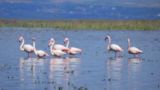 Marmara Gölü yıllar sonra yeniden göçmen kuşları ağırlıyor