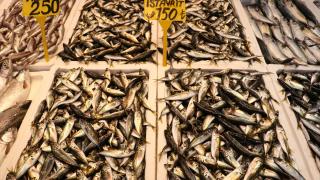 Palamudun üzdüğü Karadenizli balıkçıları hamsi mutlu etti