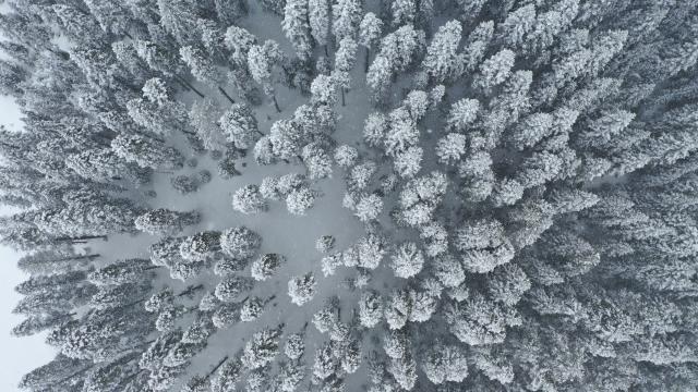 Baharda kışı yaşayan Ilgaz Dağı'nda ormanlar beyaza büründü