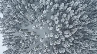 Baharda kışı yaşayan Ilgaz Dağı'nda ormanlar beyaza büründü