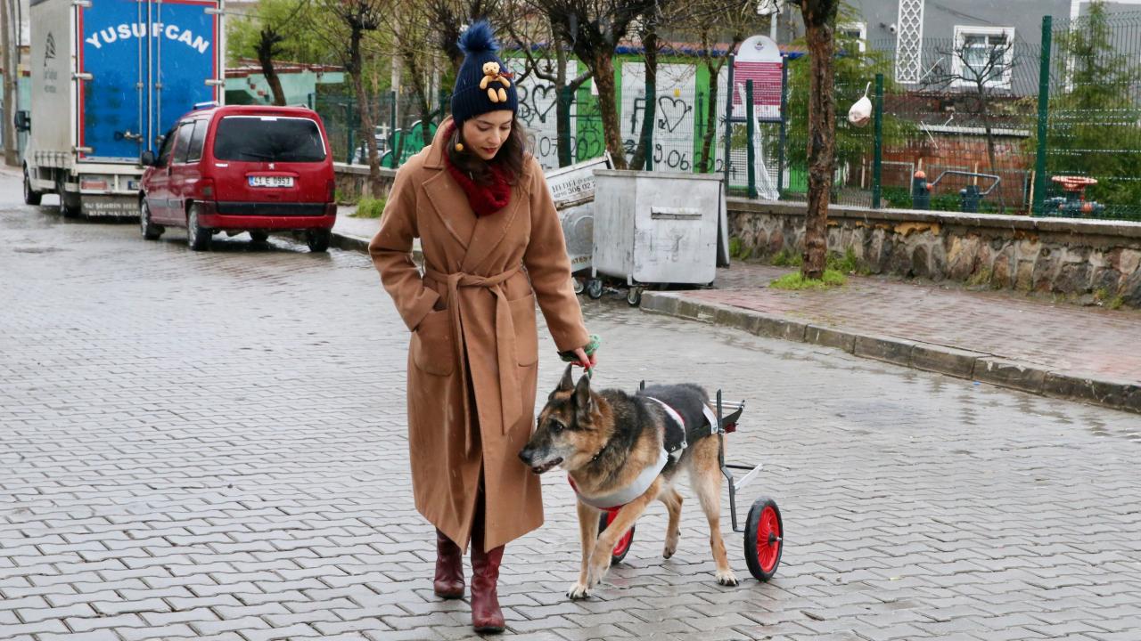 12 yıllık can dostu yürüteçle yeniden ayağa kalktı