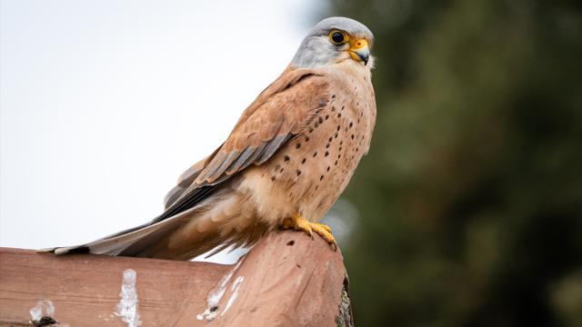 "Küçük Kerkenezler" Gediz Deltası'ndaki yuvalarına döndü