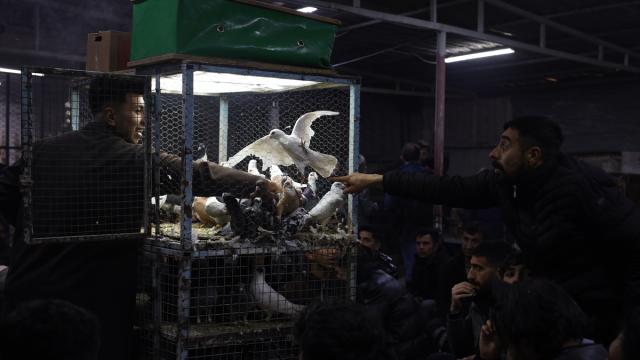 Şanlıurfa'da güvercin tutkunları 'Kuş Mezadı'nda buluşuyor