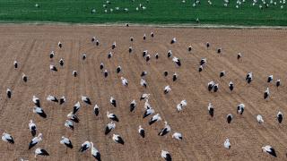 Leyleklerin bahar göçünde mola noktası Konya oldu