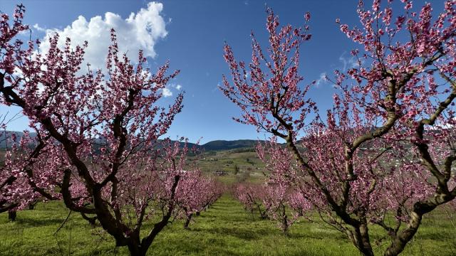 Mersin’de şeftali bahçeleri pembeye büründü