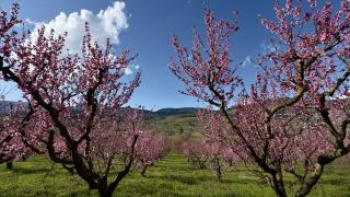 Mersin’de şeftali bahçeleri pembeye büründü