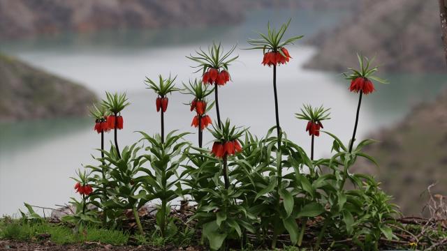 Şırnak'ta açan ters laleler doğayı renklendirdi