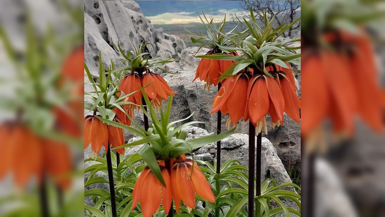 Ters laleleri koparana 700 bin lira ceza