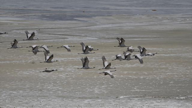 Van Gölü Havzası, çok sayıda kuş türüne ev sahipliği yapıyor