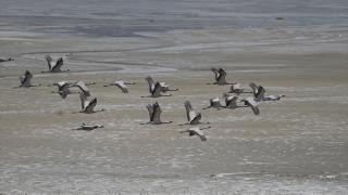 Van Gölü Havzası, çok sayıda kuş türüne ev sahipliği yapıyor