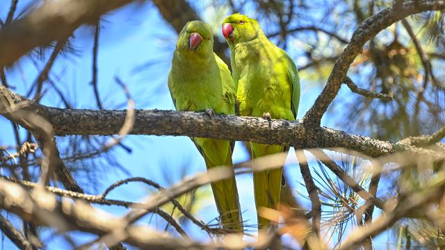 Seğmenler Parkı baharla renklendi