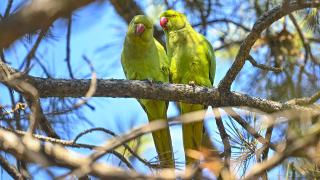 Seğmenler Parkı baharla renklendi