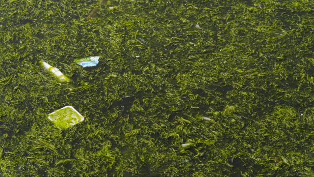 İzmir Körfezi'nde kıyıya yakın noktalarda yosun tabakası oluştu