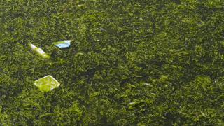 İzmir Körfezi'nde kıyıya yakın noktalarda yosun tabakası oluştu