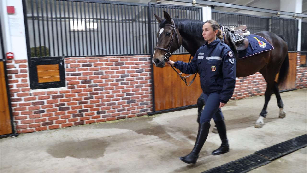 Bir atın eğitimi 5 yıl sürüyor