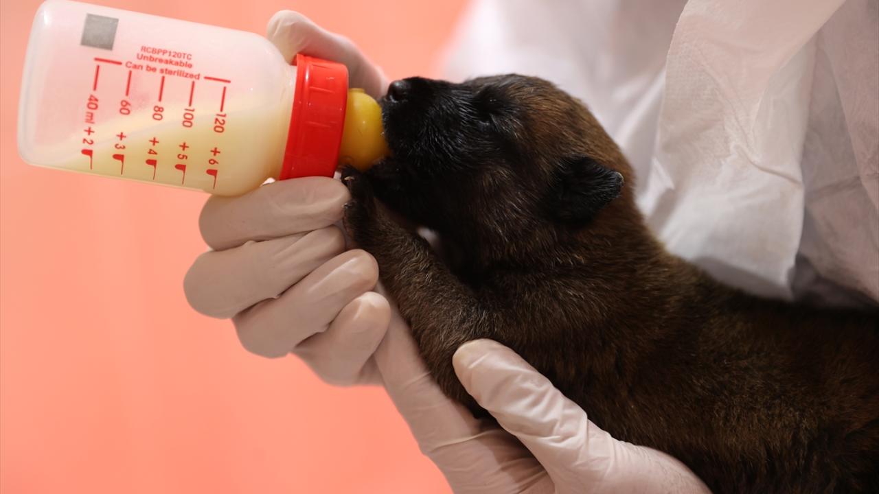 ⁠Doğumhanede hayvanlara anne şefkati