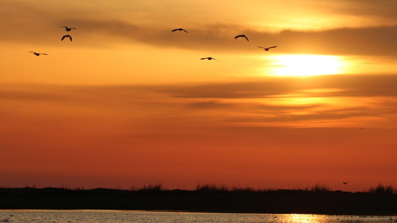 Koruma altındaki Milleyha Sulak Alanı göçmen kuşların uğrak noktası oluyor
