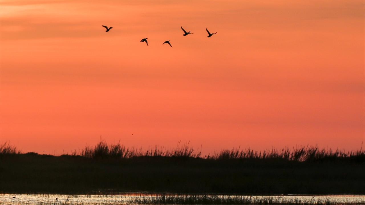 Koruma altındaki Milleyha Sulak Alanı göçmen kuşların uğrak noktası oluyor
