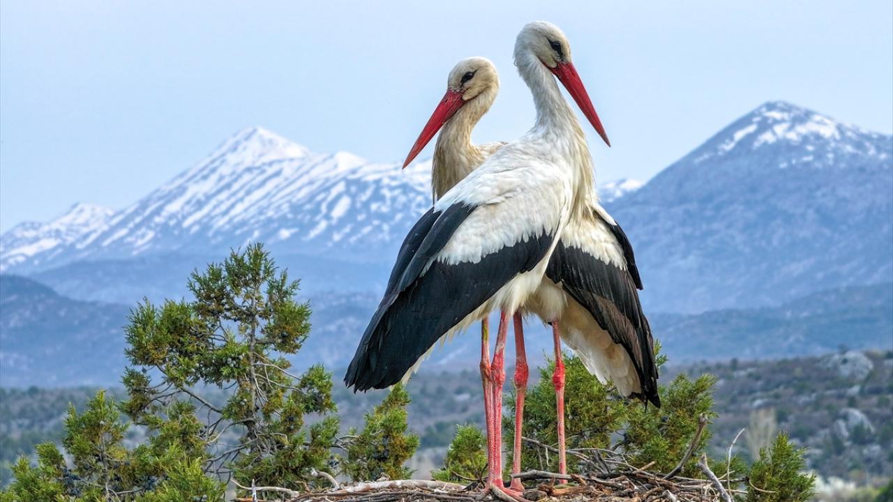 Vadide kuluçka heyecanı başladı