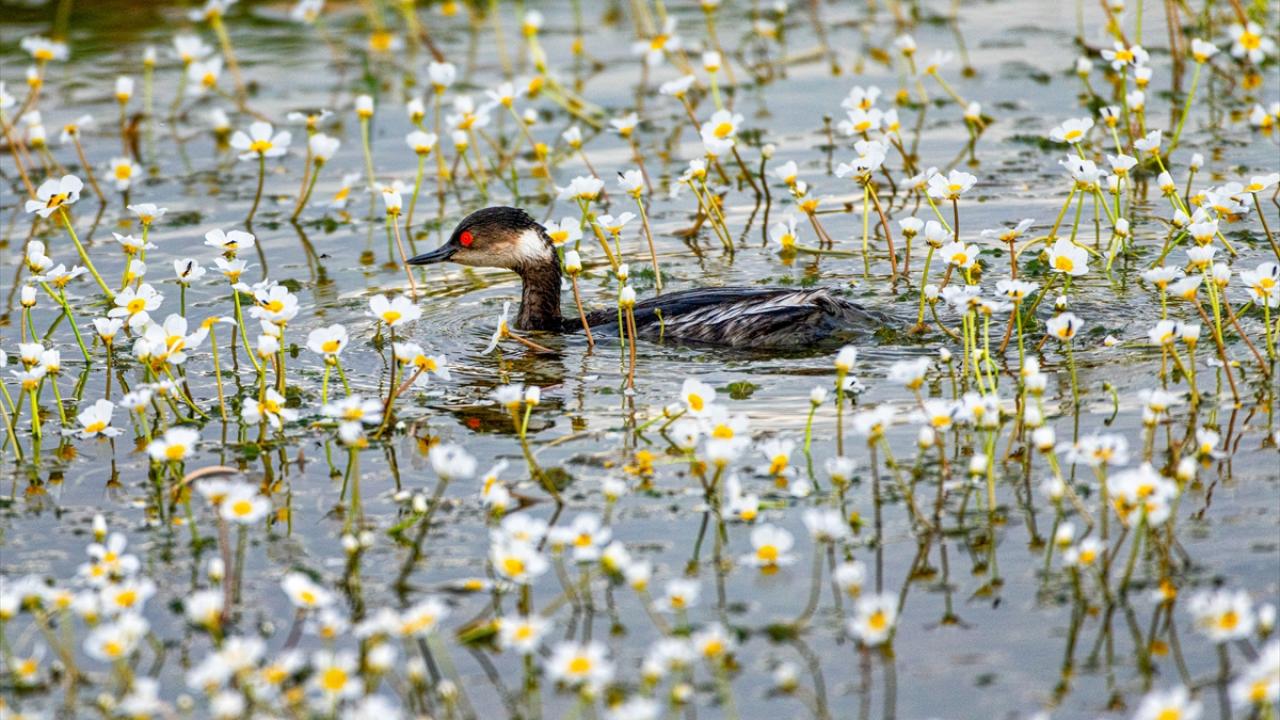 Kara boyunlu batağan