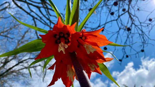 Bitlis'te açan ters laleler doğayı süsledi