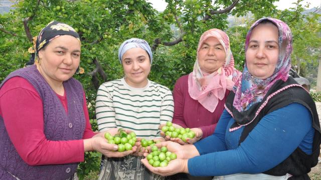 Mersin'de açık alanda yetiştirilen erikte hasat mesaisi başladı