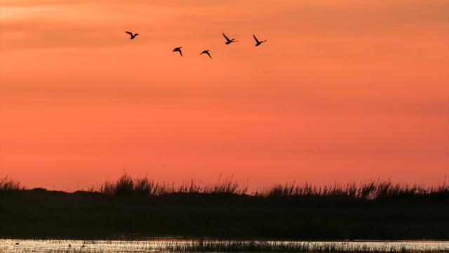 Koruma altındaki Milleyha Sulak Alanı göçmen kuşların uğrak noktası oluyor