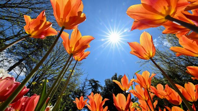 Gaziantep Botanik Bahçesi'nde ilkbahar renkleri hakim oldu