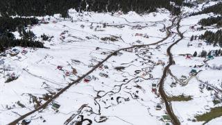 Kadıralak Yaylası'ndaki mavi yıldız çiçekleri kar altında kaldı