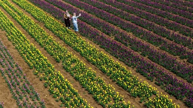 Karaman’da lale bahçeleri ziyarete açıldı